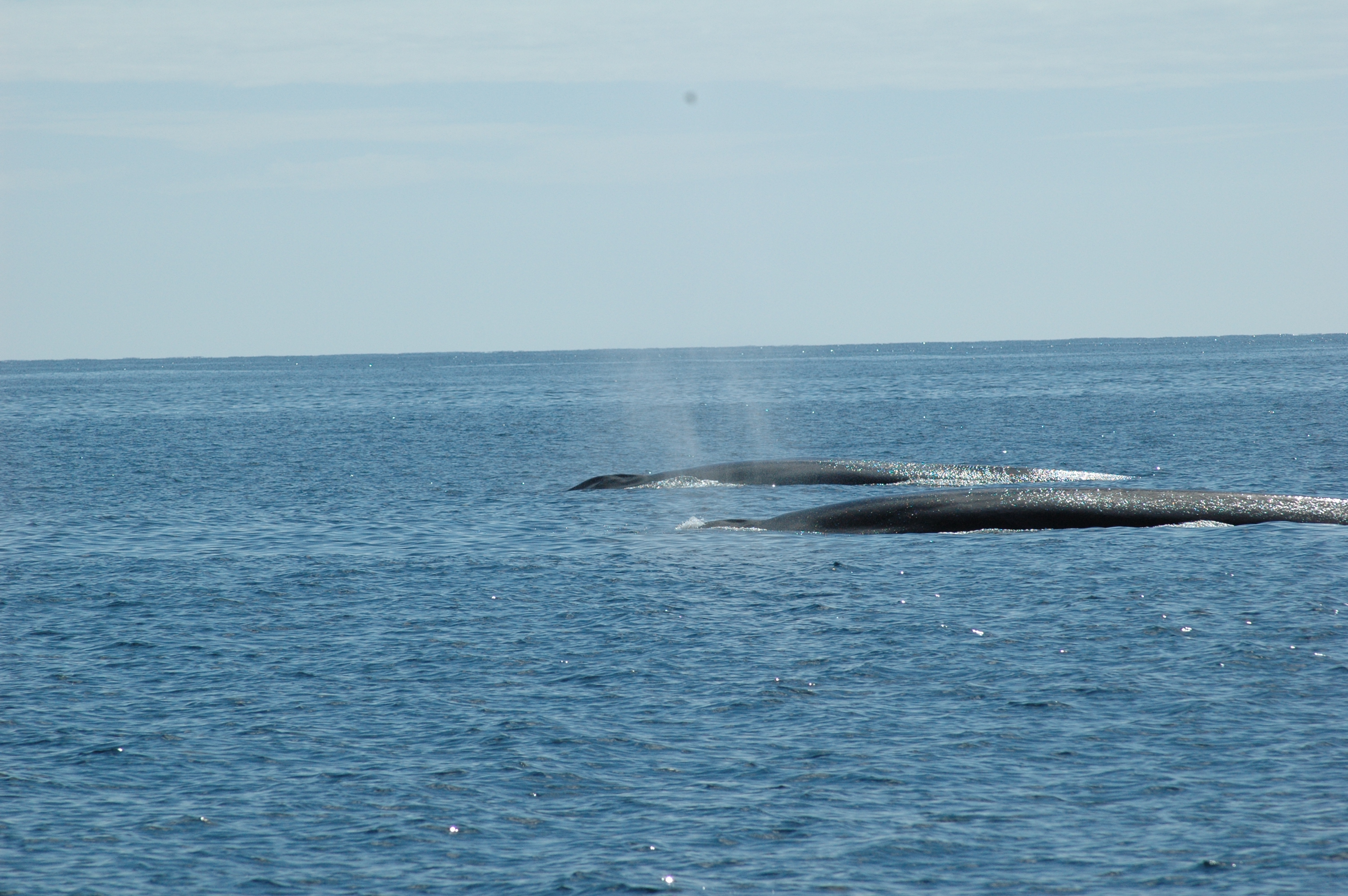 Whale Dolphin Fin