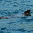 Basking Shark nose and dorsal fin Basking Shark nose and dorsal fin