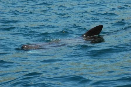 Basking Shark Fin
