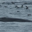 Minke Whale Feeding Minke Whale Feeding