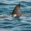 Basking-Shark Basking Shark