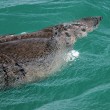 Basking-Shark-by-Les-Dean-2 Basking Shark by Les Dean 2