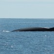 Fin Whale Sounding Fin Whale Sounding