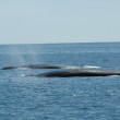 Two Fin Whales Two Fin Whales