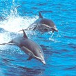 Common Dlophins Common Dlophins
