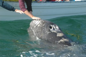 Gray Whale calf Blow Holes open