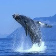 Humpback Whale Breaching Humpback Whale Breaching