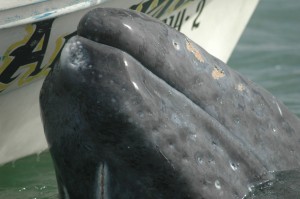 Young Gray Whale by Panga