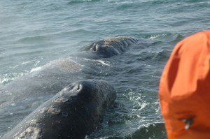 baja images 2 434