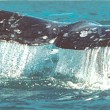 Humpback Humpback