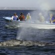 Gray Whale Gray Whale
