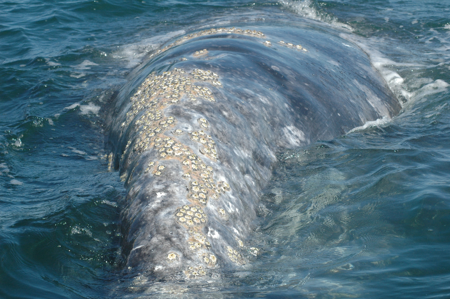 commensalism barnacles and whales