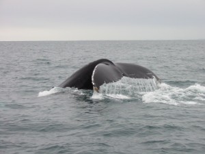 Humpback tail fluking