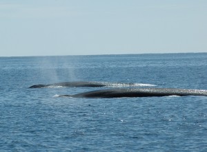 Fin Whales surfacing