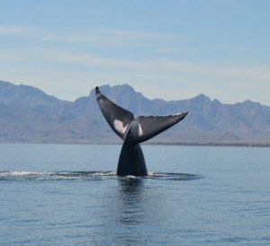 Blue Whale peduncle waving