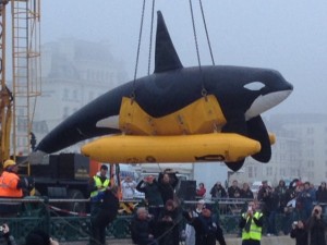 Symbolic release of Morgan a wild caught killer whale