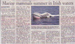 whale watch west cork