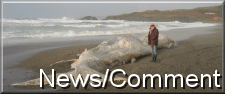 whale watching new in ireland