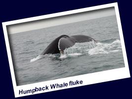 http://www.whalewatchwestcork.com/humpback whale watching