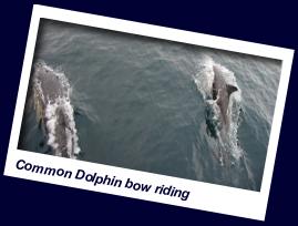 dolphin watching