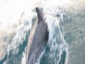 common dolphin pictures