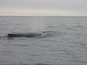 whale pictures