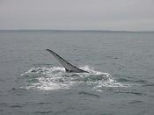 whale pictures