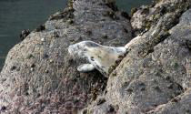atlantic grey seals