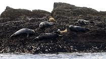 atlantic grey seals in ireland