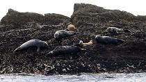 marine wildlife tours