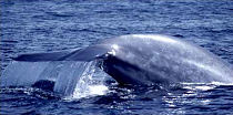 blue whale