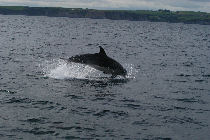 pictures of bottlenose dolphins
