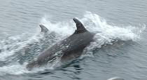 bottlenosed dolphin pictures