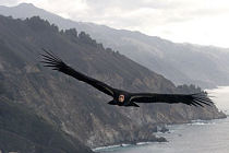 california condor