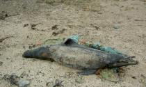 dolphin conservation