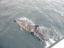 boat tour ireland