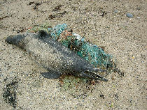 dolphin conservation