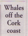 west cork whale watching