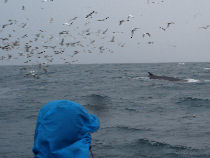 whale watch tours