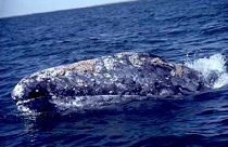 gray whale