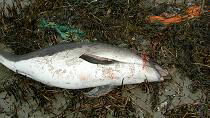 porpoises facts