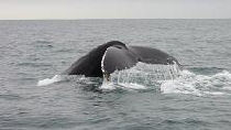 whale watching boat tour