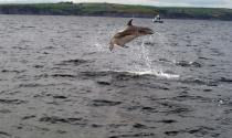 dolphin research