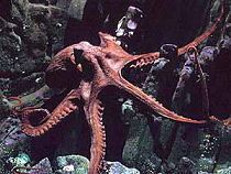 giant octopus