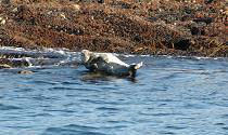 seals in ireland