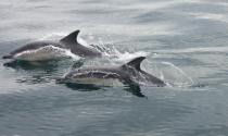 dolphin watching cork ireland