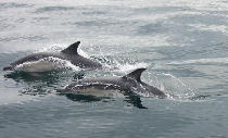 dolphin encounters