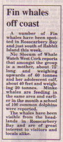 ireland whale watching