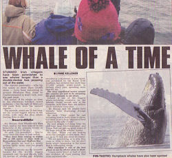 whale news