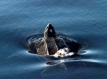 turtles